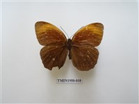 藏品(串珠環蝶)的圖片